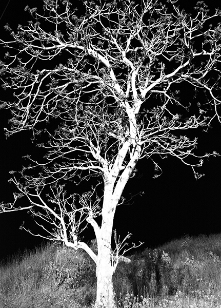 Papier peint Arbre Nocturne